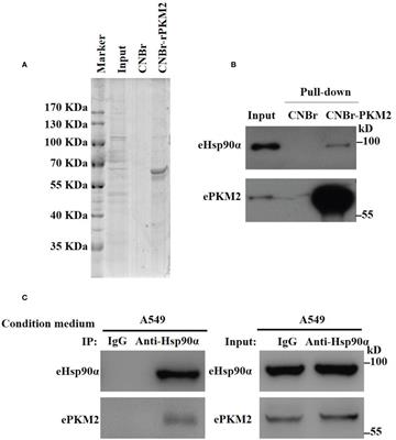 Extracellular Hsp90α Supports the ePKM2-GRP78-AKT Axis to Promote Tumor Metastasis